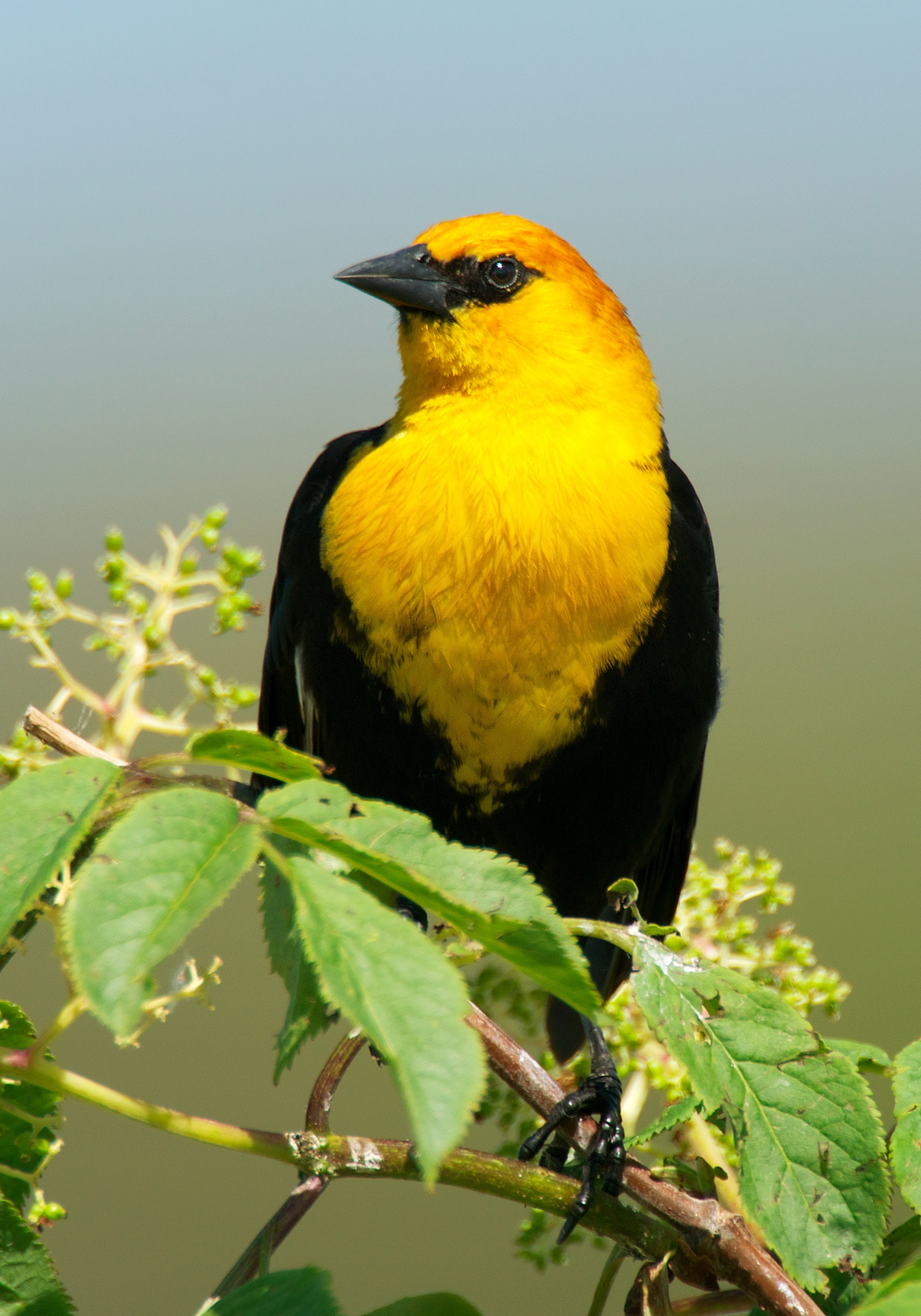 Желтая птица с черными крыльями. Blackbird Yellow Bird. Yellow headed Blackbird. Птица с желтой спинкой.
